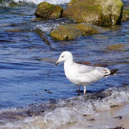 Apartment Sonnenschein Ostseebad Kühlungsborn